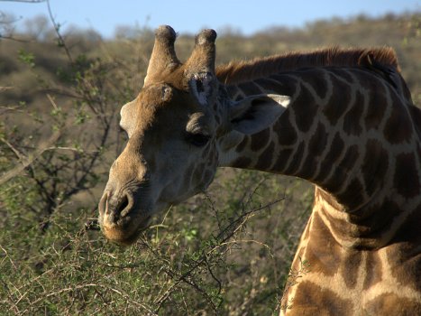 Südafrika Safari 2017